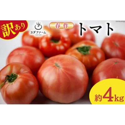 �y2026�N�����@��s��t�z�y�t��z�y�󂠂�z�����Y�g�}�g ��4kg