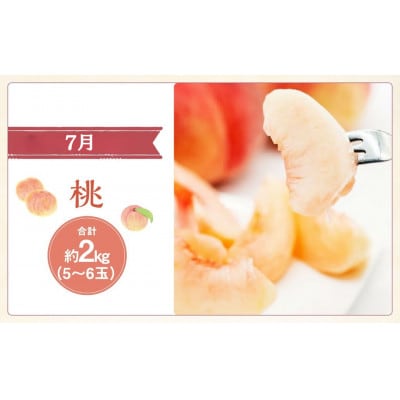 【発送月固定定期便】山梨県産 フルーツ【桃&シャインマスカット&キウイフルーツ】全3回