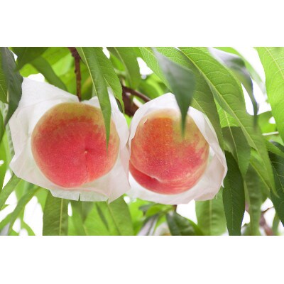 【先行受付】採れたて完熟桃白桃系 約1kg(3～5玉)