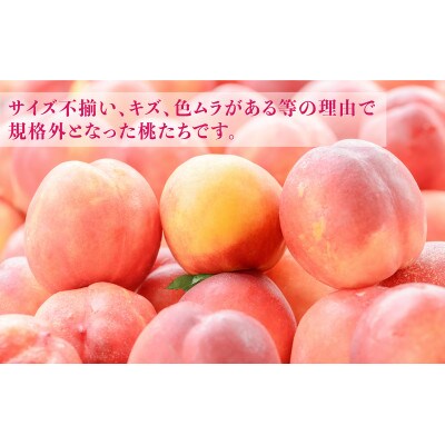 【先行受付】採れたて完熟桃　訳あり品　約2kg