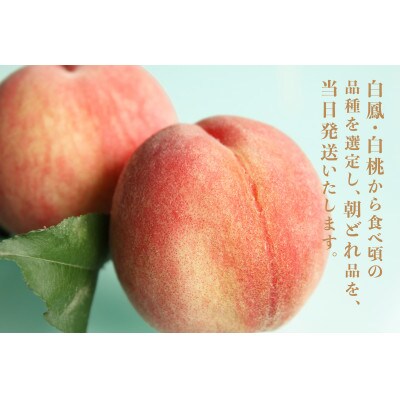 【先行受付】採れたて完熟桃　訳あり品　約2kg