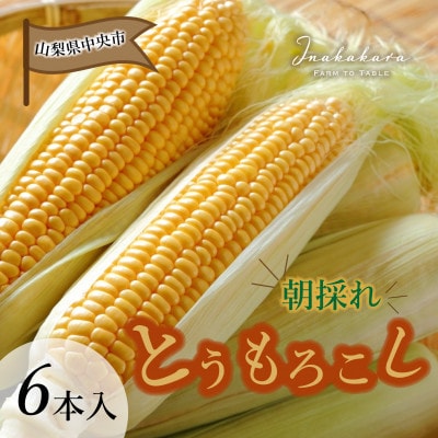 山梨県中央市産 ゴールドラッシュ 6本入り