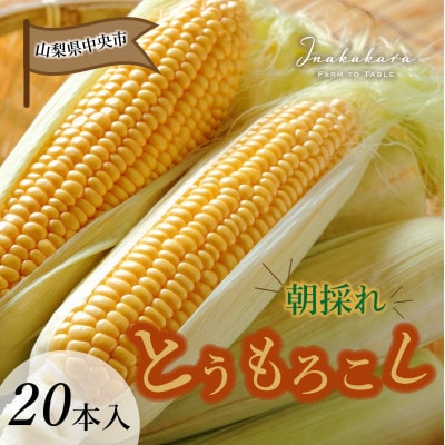 山梨県中央市産 ゴールドラッシュ 20本入り