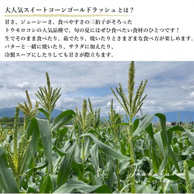 山梨県中央市産 ゴールドラッシュ 20本入り
