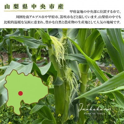 山梨県中央市産 ゴールドラッシュ 20本入り