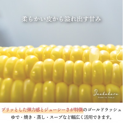 中央市産 Inakakara ゴールドラッシュ 6本入り