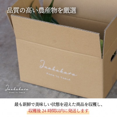 中央市産 Inakakara ゴールドラッシュ 6本入り