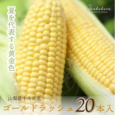 中央市産 Inakakara ゴールドラッシュ 20本入り