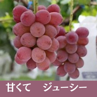 【2025年発送先行受付】【数量限定】山梨県産大粒のぶどう　「紅伊豆」1.5kg(3～4房)