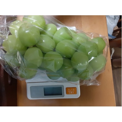 【2026年発送予定】【数量限定】山梨県産大粒のぶどう シャインマスカット 2～3房