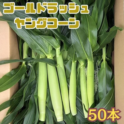 【2026年発送先行受付】山梨県産とうもろこし　ゴールドラッシュヤングコーン　50本