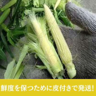 【2026年発送先行受付】山梨県産とうもろこし　ゴールドラッシュヤングコーン　50本