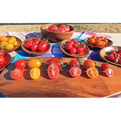 【先行受付】新鮮 採れたてトマト　食べ比べセット 800g(200g×4袋)