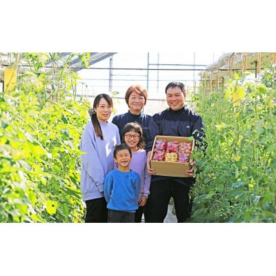 【先行受付】新鮮 採れたてトマト　食べ比べセット 800g(200g×4袋)