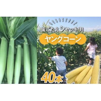 【先行受付】【数量限定】ヤングコーン　40本