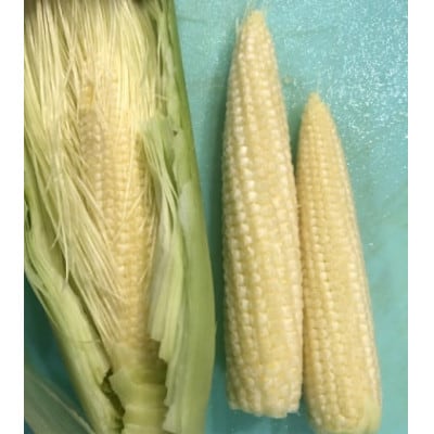 【先行受付】【数量限定】ヤングコーン　40本