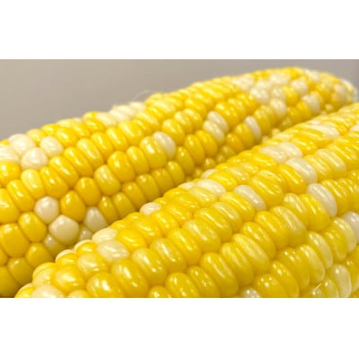 【先行受付】とうもろこし ドルチェドリーム 10本