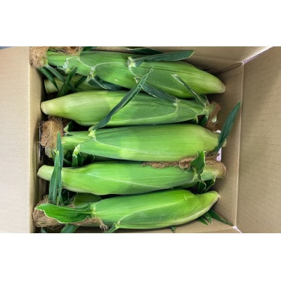 【先行受付】とうもろこし ドルチェドリーム 10本