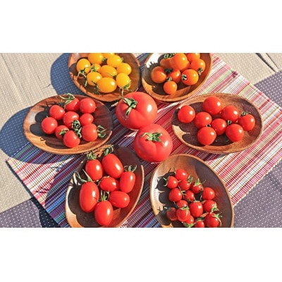 【先行受付】新鮮 採れたてトマト　食べ比べセット 3kg(500g×6袋)