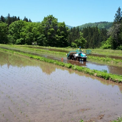 【令和7年産】コシヒカリ　精米　10kg