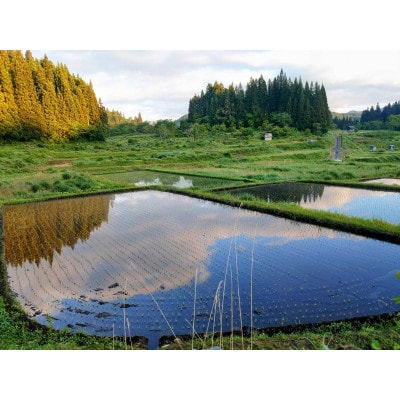 【令和7年産】コシヒカリ　精米　10kg