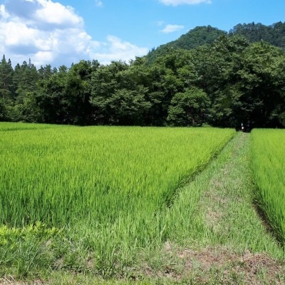 【令和7年産】コシヒカリ　精米　10kg