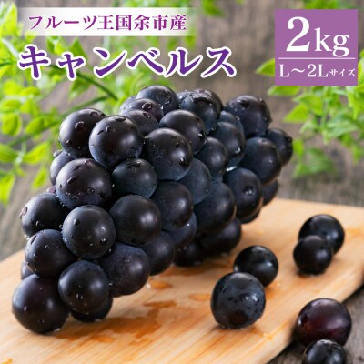 フルーツ王国余市産「キャンベルス」2kg【ニトリ観光果樹園】
