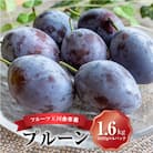 【順次発送中!】フルーツ王国余市産「プルーン」 1.6kg_Y074-0150