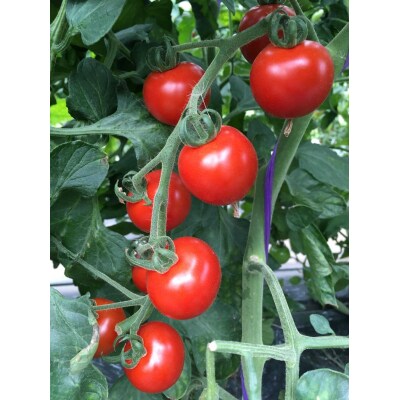 【定期便12回】自社農園産 中玉トマト100%ジュース 食塩無添加 1,000_Y018-0073