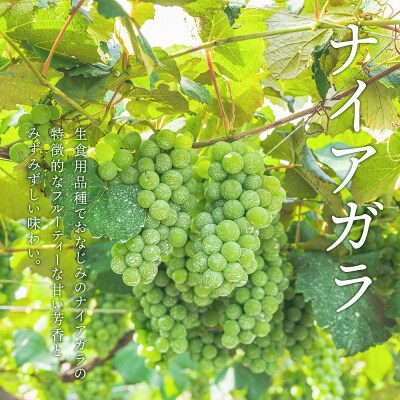北海道 ワイン ナイアガラ 720ml<余市ワイン>_Y020-0402