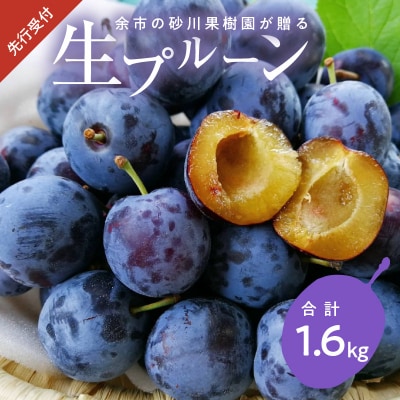 2026年8月中旬より発送　余市の砂川果樹園が贈る【余市の生プルーン】1.6kg_Y033-0040