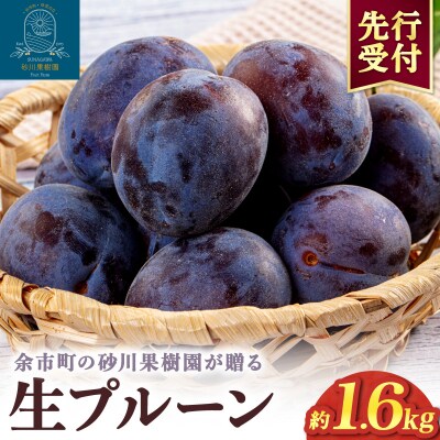2026年8月中旬より発送　余市の砂川果樹園が贈る【余市の生プルーン】1.6kg_Y033-0040