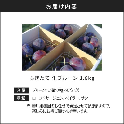2026年8月中旬より発送　余市の砂川果樹園が贈る【余市の生プルーン】1.6kg_Y033-0040