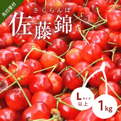 2026年7月上旬より発送　砂川果樹園が贈る もぎたて直送さくらんぼ 佐藤錦_Y033-0038