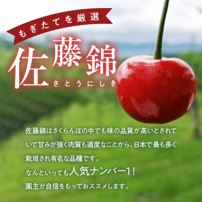 2026年7月上旬より発送　砂川果樹園が贈る もぎたて直送さくらんぼ 佐藤錦_Y033-0038