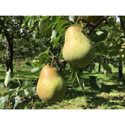 余市まるごと搾り　千両梨ジュース　6本セット_Y015-0034