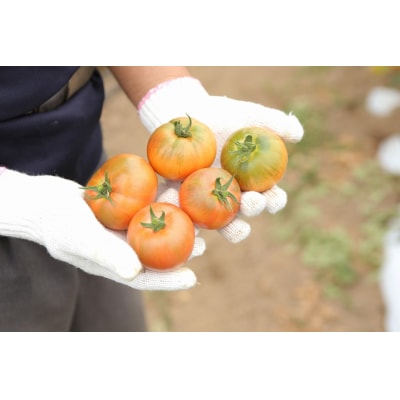 余市産 まるごと搾り 甘熟トマトジュース 1L × 3本セット_Y015-0032