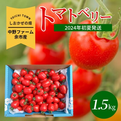 〔先行受付〕しおかぜの畑中野ファーム余市産トマトベリー1.5kg　ミニトマト_Y037-0258