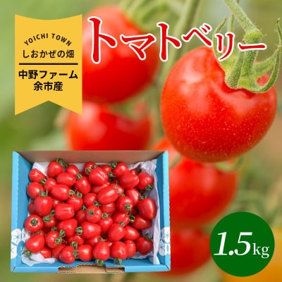 〔先行受付〕しおかぜの畑中野ファーム余市産トマトベリー1.5kg　ミニトマト_Y037-0349