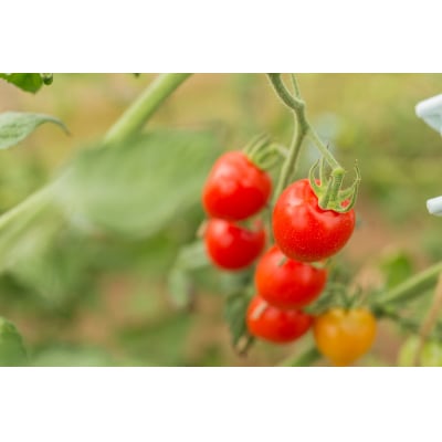 〔先行受付〕しおかぜの畑中野ファーム余市産トマトベリー1.5kg　ミニトマト_Y037-0349