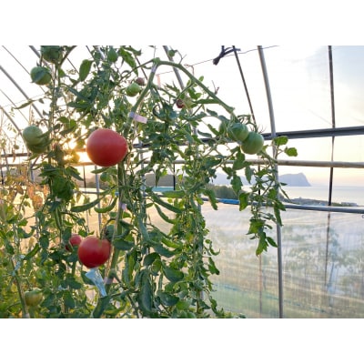 〔先行受付〕しおかぜの畑 中野ファーム 余市産 フルーツトマト1kg_Y037-0350