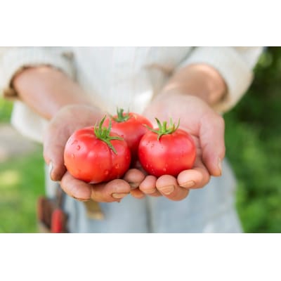 〔先行受付〕しおかぜの畑 中野ファーム フルーツトマト ・トマトベリー セット_Y037-0351