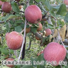 【北海道余市町産】りんご(ふじ)5kg_Y103-0007