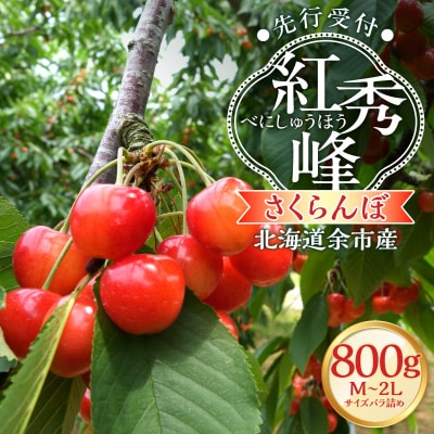 【2026年産 先行受付】北海道余市産 さくらんぼ「紅秀峰」400g×2パック_Y103-0068