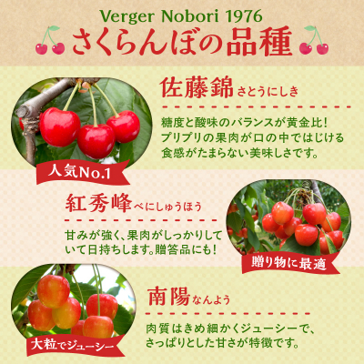 【先行受付】北海道余市産 さくらんぼ「佐藤錦」(M～2Lサイズバラ詰め)_Y103-0053