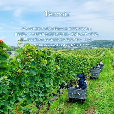【数量限定】ヨイチヌーヴォー レジェント 2023<キャメルファーム>_Y020-0635