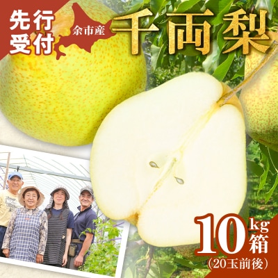 2025年9月下旬発送予定 千両梨 10kg箱(20玉前後) 北海道産 余市町産_Y015-0027