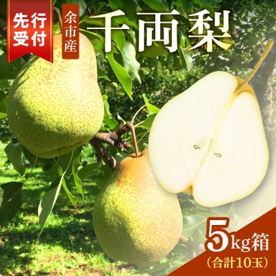 【2026年9月下旬以降発送】千両梨 5kg箱(10玉) 北海道余市町産_Y015-0036
