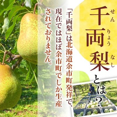 【2026年9月下旬以降発送】千両梨 5kg箱(10玉) 北海道余市町産_Y015-0036