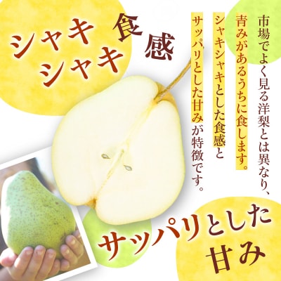 【2026年9月下旬以降発送】千両梨 5kg箱(10玉) 北海道余市町産_Y015-0036